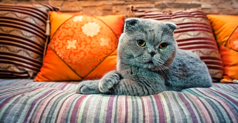 Veşti bune pentru proprietarii de pisici: felinele nu ne ignoră