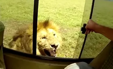 Un turist a încercat să mângâie un leu pe cap, însă animalul nu a fost atât de încântat. ”Sunt norocoşi că au scăpat doar cu atât” – VIDEO
