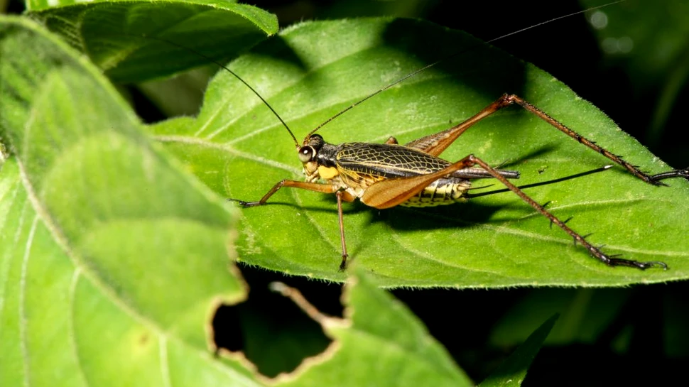 Greierele de casă, un produs alimentar sigur în Uniunea Europeană