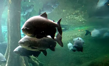 Peștii ar putea ascunde secretul pentru o alternativă sustenabilă la ambalarea alimentelor