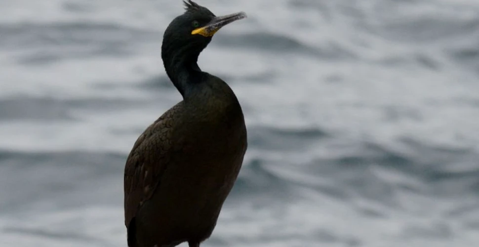 Premieră în România: Cormoranul moţat a cuibărit pe litoral