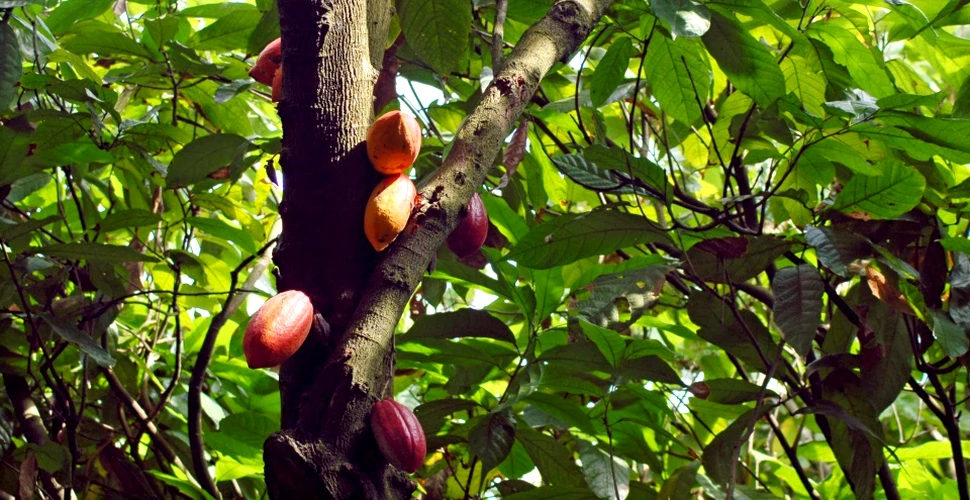 Cât de veche este ”ciocolata”?! O nouă descoperire arată că domesticirea arborilor de cacao datează de acum 3.600 de ani