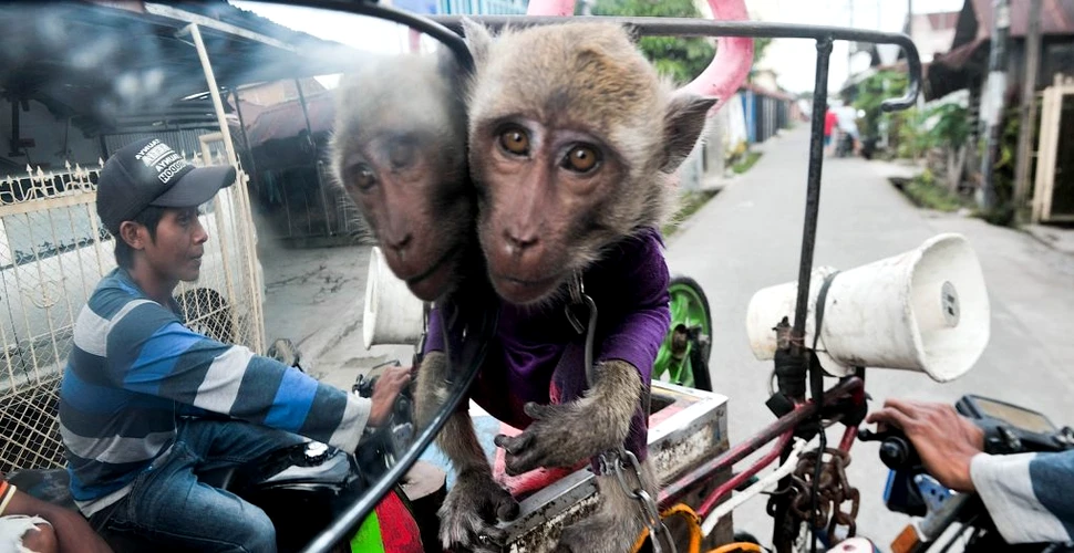 Primul caz uman de infecție cu „virusul B al maimuțelor” în China. Un medic veterinar a murit
