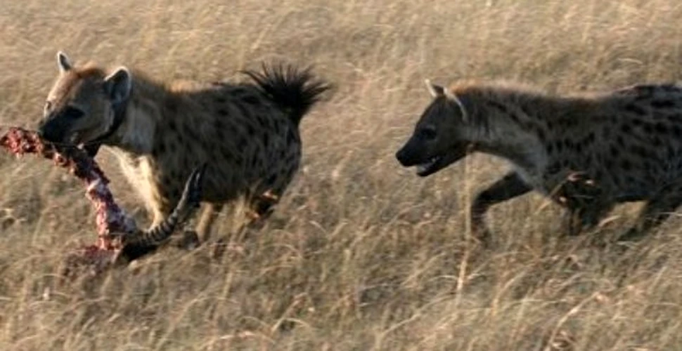 A fost decodificat hohotitul hienelor