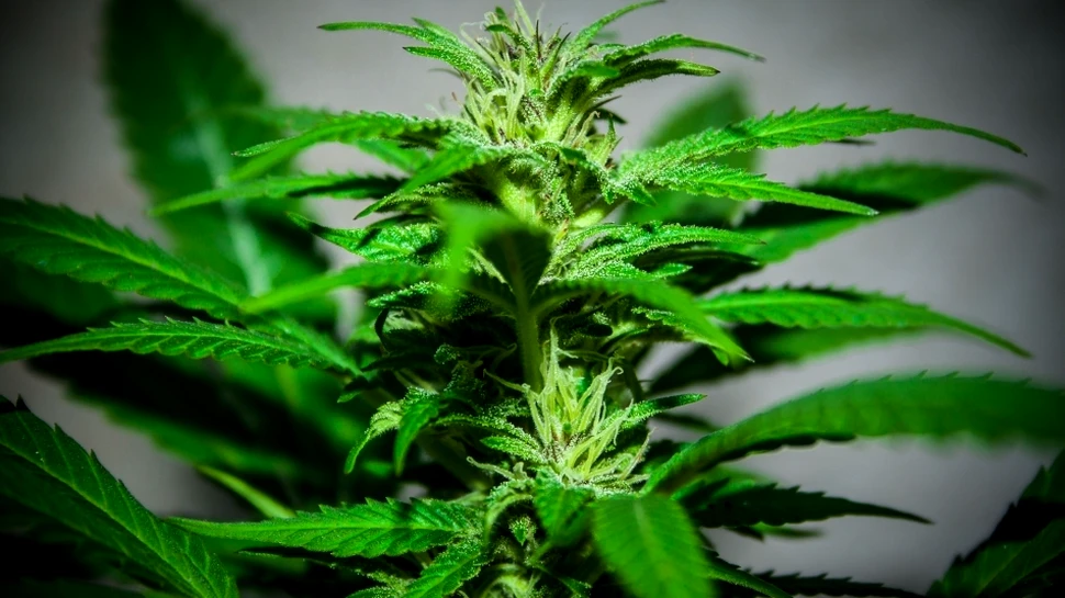Un aliment provoacă efecte euforice similare cu marijuana