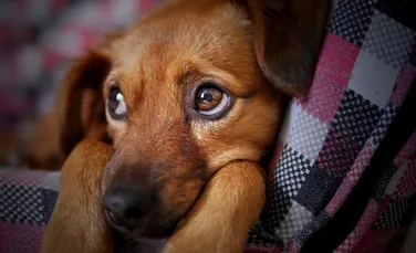 De ce nu îi poți rezista câinelui tău? Un studiu dezvăluie știința din spatele „ochilor de cățeluș”