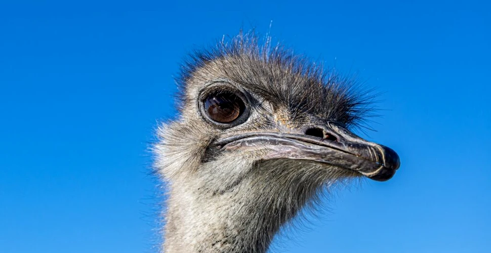 O pasăre emu a atras poliția într-o urmărire haotică de 30 de kilometri