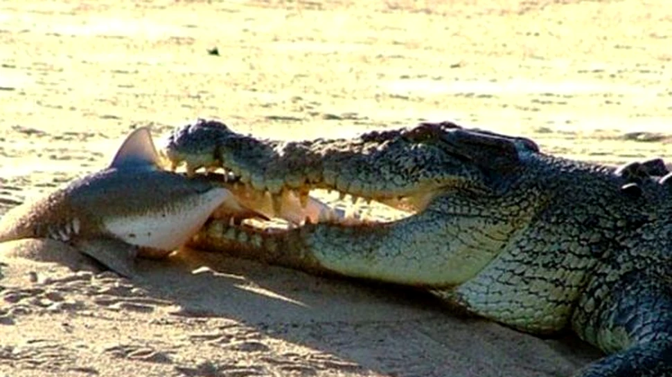De ce crocodilii sunt masinile perfect de ucis (Foto)