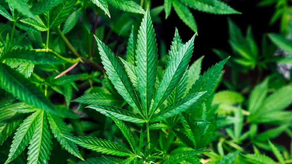 Efectele grave, la nivel social, ale consumului de cannabis