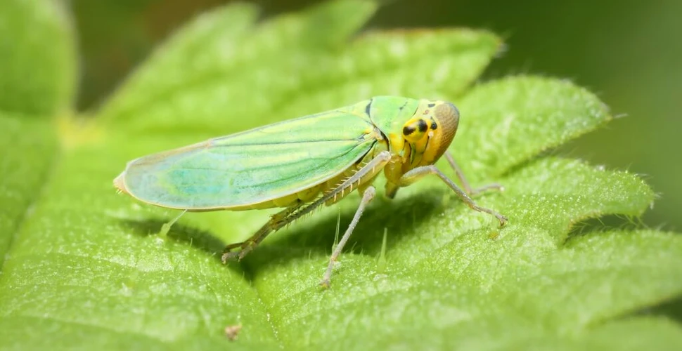 O insectă inspiră dispozitivele de invizibilitate și tehnologia de ultimă generație