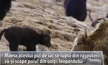 Lecţie de viaţă din lumea animalelor: O mamă nu va renunţa niciodată la puiul ei – VIDEO