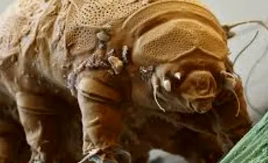 Puternicele tardigrade au o slăbiciune: expunerea prelungită la temperaturile crescute