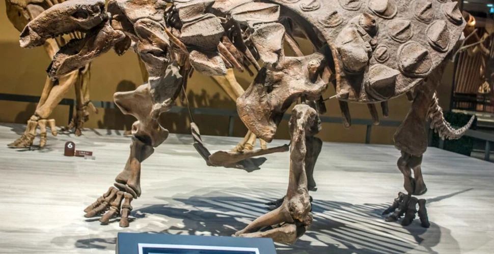 Unde ar putea fi îngropați primii dinozauri de pe Pământ?