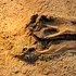 O nouă specie de dinozaur descoperită în Thailanda cântărea cât 9 elefanți asiatici