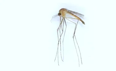 A fost descoperită o nouă specie de țânțar în Finlanda