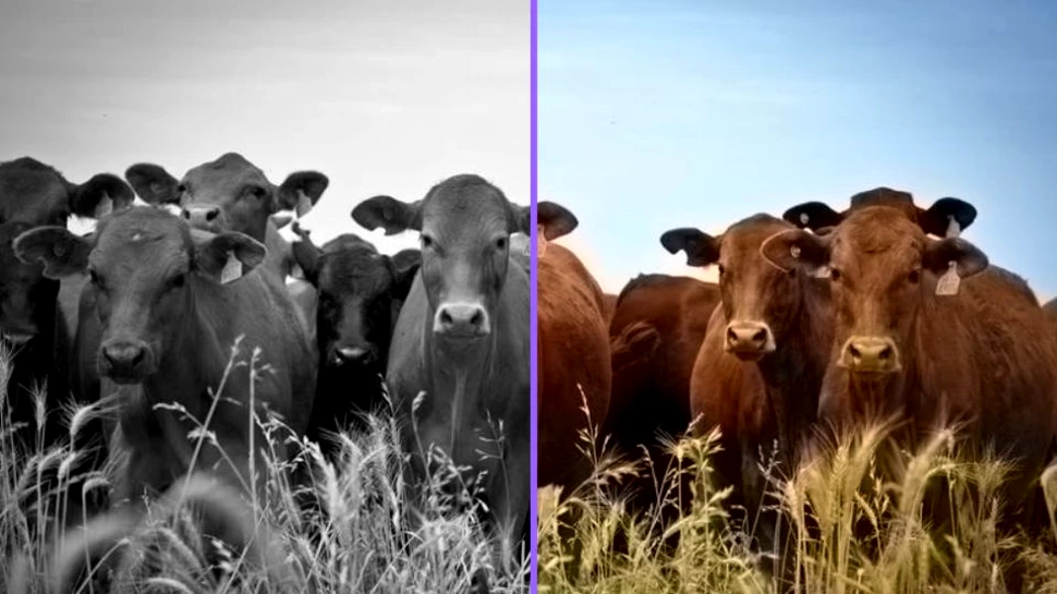 Orice imagine alb-negru poate fi acum colorată cu ajutorul unui site