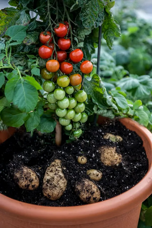 FOTO: SuperNaturals Grafted Vegetables via NPR