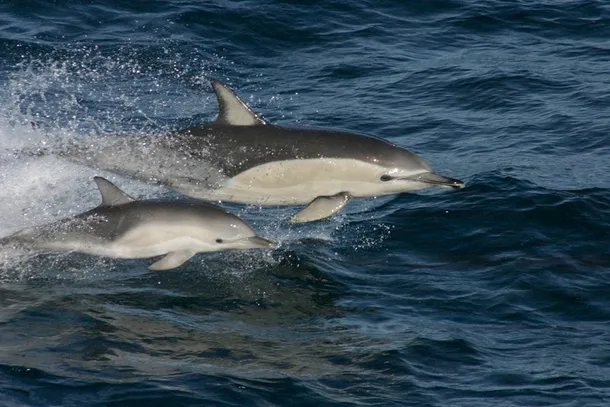 Eveniment nemaiîntâlnit: 10 delfini s-au străduit să salveze un prieten 