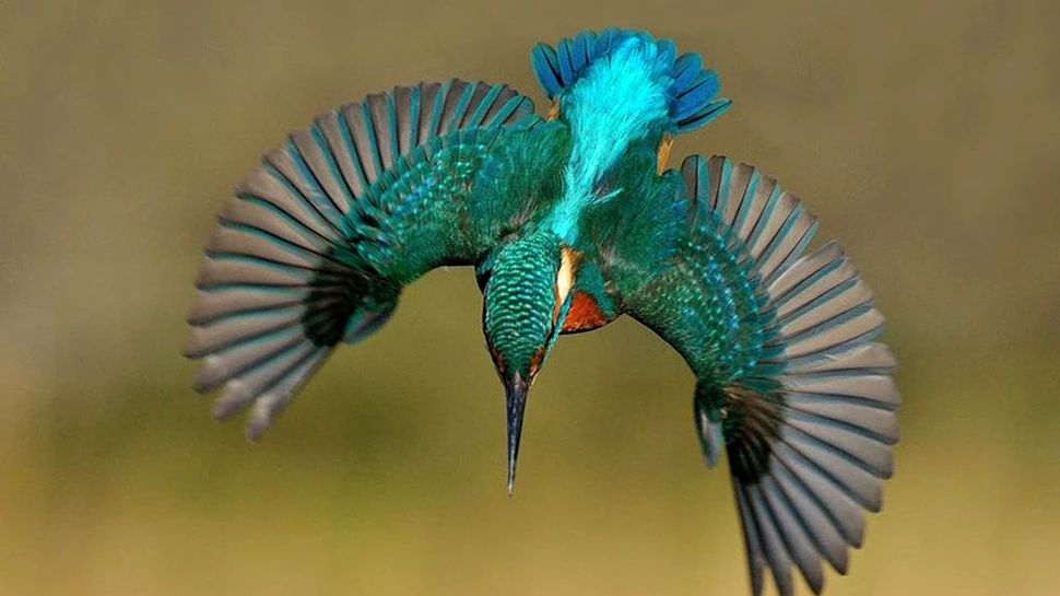 După 6 ani şi 720.000 de încercări, a realizat fotografiile extraordinare cu această pasăre mirifică – FOTO