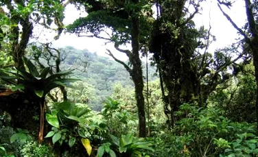 Paduri tropicale mai bine protejate inseamna un nivel de trai mai ridicat