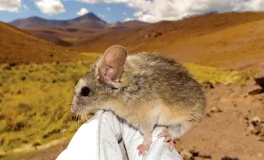 O specie de șoarece supraviețuiește la altitudini mai mari decât orice alt mamifer