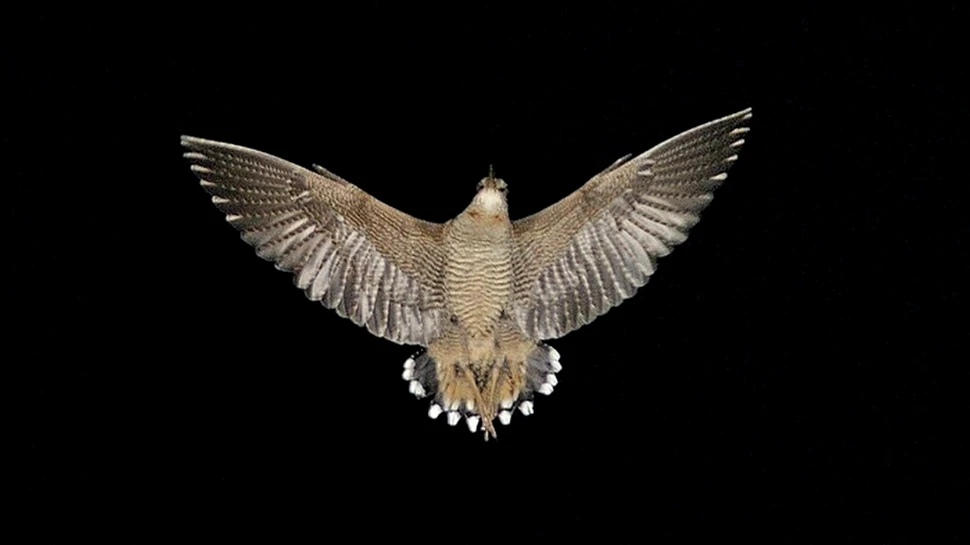 Sitarii au cele mai albe pene măsurate vreodată