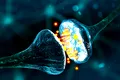 Oamenii de știință au identificat neuronii din creier care determină competiția și comportamentul social
