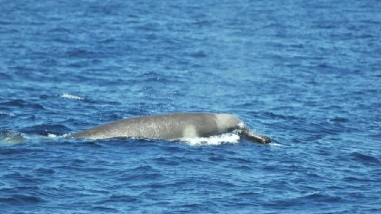 1-delfin 