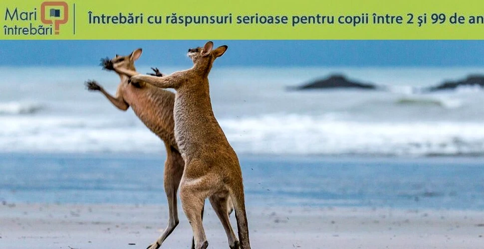 Care animal are trei vagine?