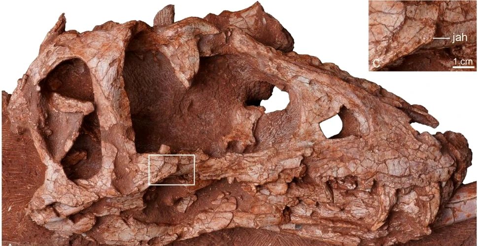 Fosile uimitoare au dus la identificarea unui nou tiranozaur