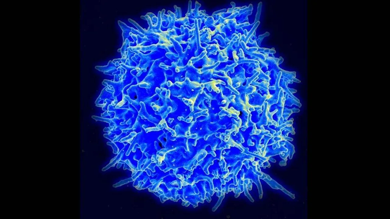 1-celule-t 