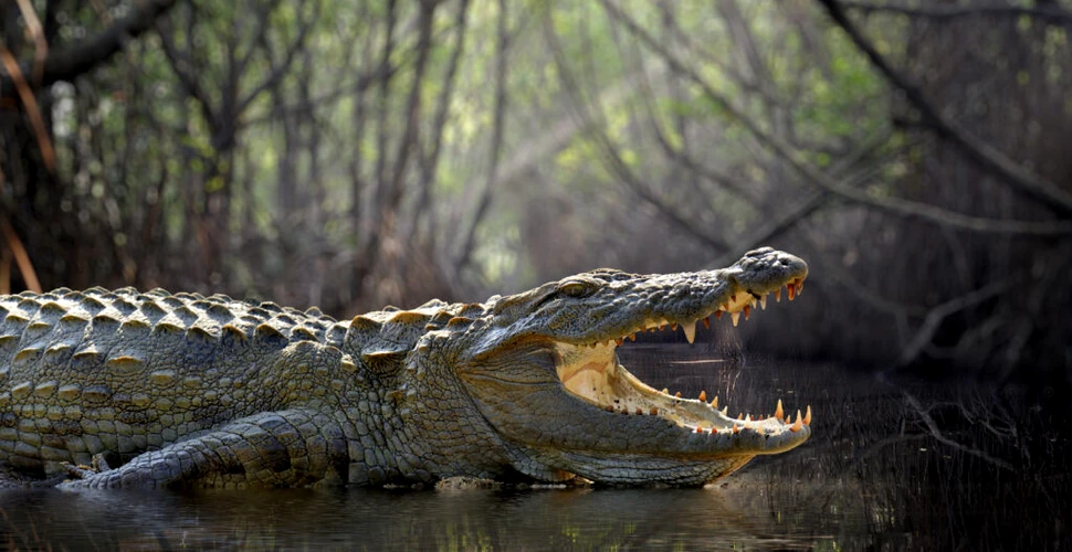 Cercetătorii descoperă specii de crocodili care s-au hrănit cu strămoșii oamenilor. Cât de fioroși erau?