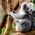 Congelarea spermei ar putea fi singura șansă de supraviețuire pentru urșii koala