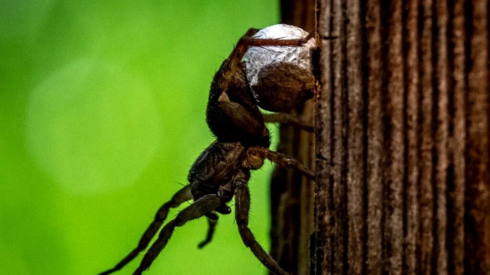 Unele specii de păianjen au evoluat să fie ființe sociale, deși nu au creier