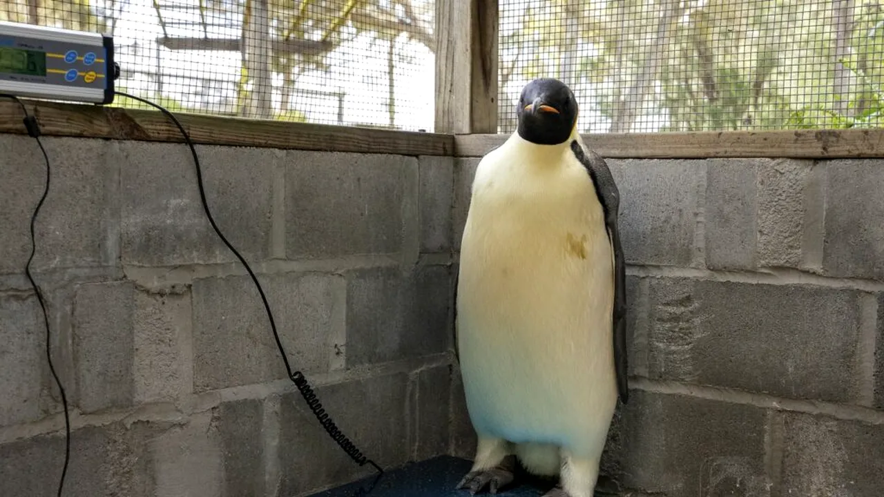 pinguin imperial 
