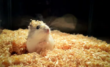Oamenii de știință au modificat genetic hamsterii pentru a-i transforma în „monștri agresivi“