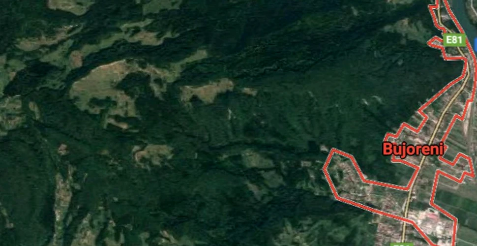 O pădure din România a dispărut peste noapte