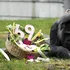 Cea mai bătrână gorilă din lume în captivitate și-a sărbătorit ziua de naștere la Zoo Berlin