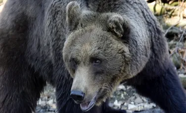 Urşii detectează intruşii chiar şi atunci când hibernează