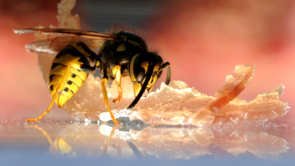 Viespile nu uită nicio faţă