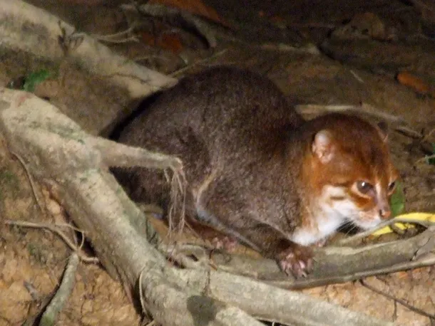 Pisica cu cap turtit