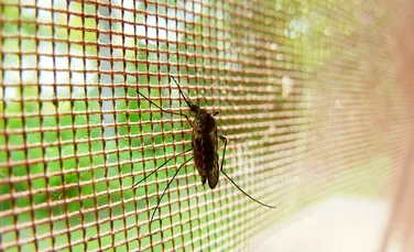 Vaccinarea împotriva malariei își pierde rapid efectul protector. De ce?
