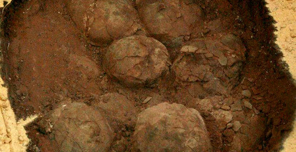 Ouă noi de dinozauri, descoperite în România