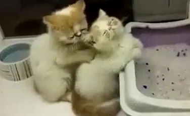 Sentimentele pisicilor surprinse în acest VIDEO