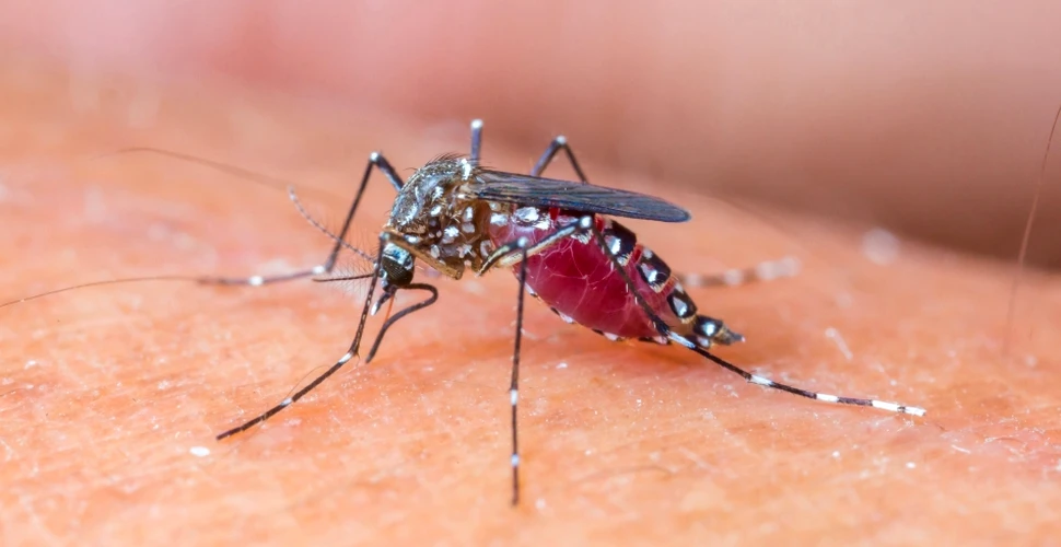 De ce înţeapă ţânţarii doar anumite persoane? Explicaţiile cercetătorilor