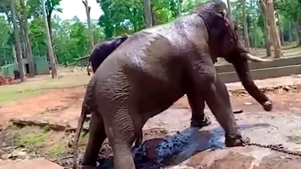 Momentul şocant în care un elefant, legat cu lanţuri, se prăbuşeşte şi moare în faţa mai multor oameni- VIDEO
