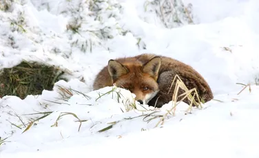 Scene COMICE în lumea animalelor. Ce a păţit o vulpe în timp ce a sărit în zăpadă după pradă – VIDEO