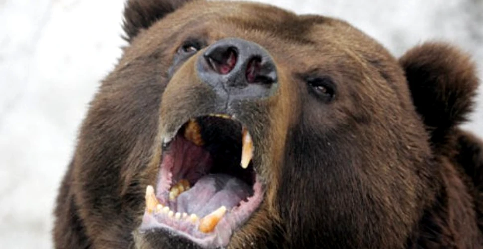 De foame, ursii din Rusia au inceput sa dezgroape cadavrele din cimitire