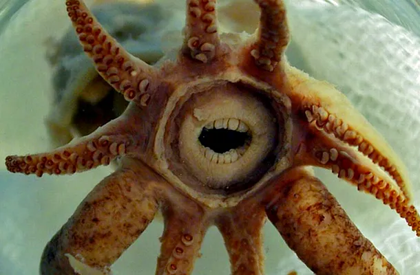 Promachoteuthis sulcus