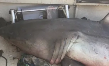 Un rechin alb de 200 de kilograme a rănit un pescar după ce a sărit în barca lui